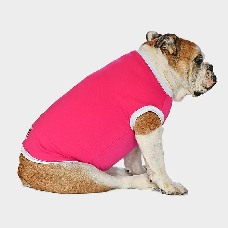 Bulldog inglese con B-Cool t-shirt nella variante Fragola